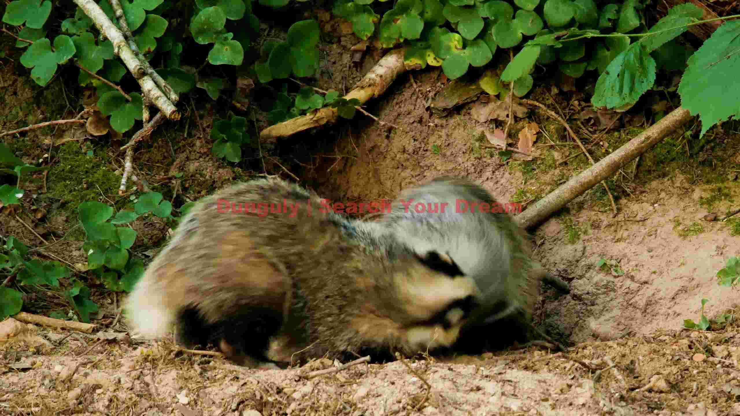 badger pair at their woodland sett badger pair at their woodland sett