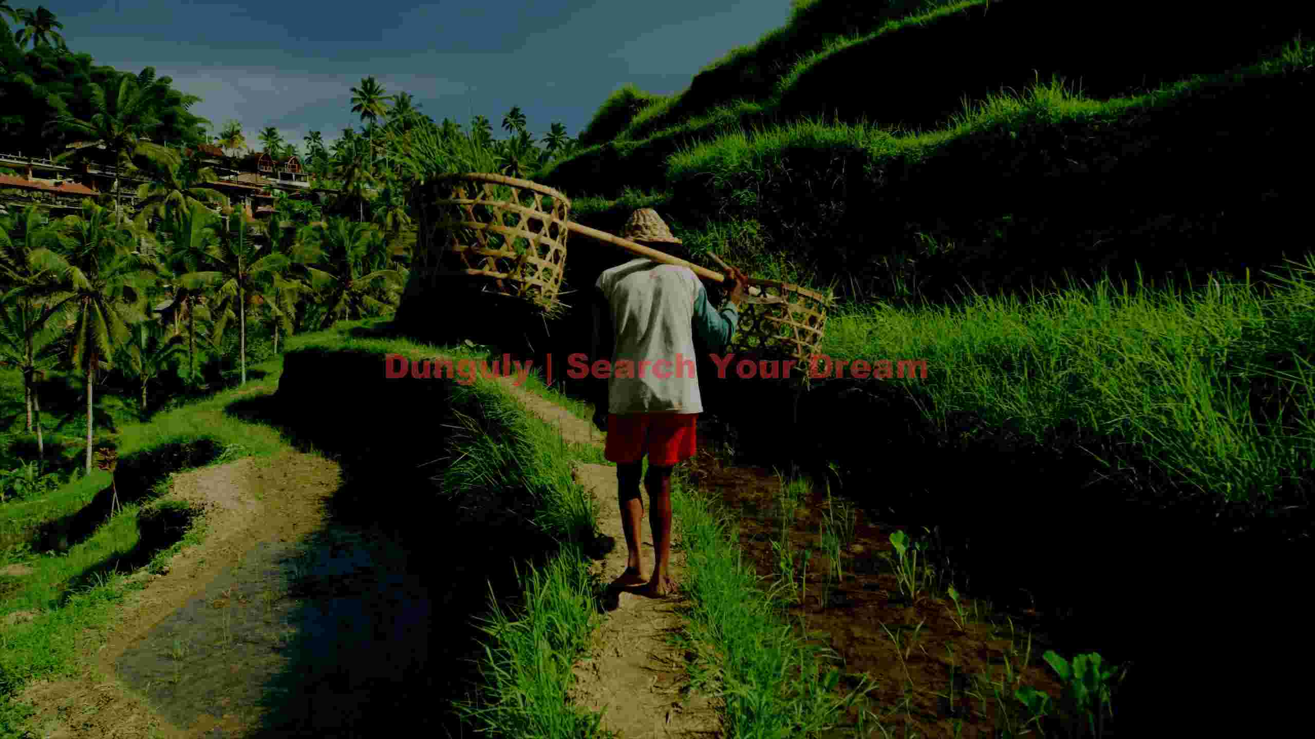 balinese farmer carrying harvest through rice terraces balinese farmer carrying harvest through rice terraces