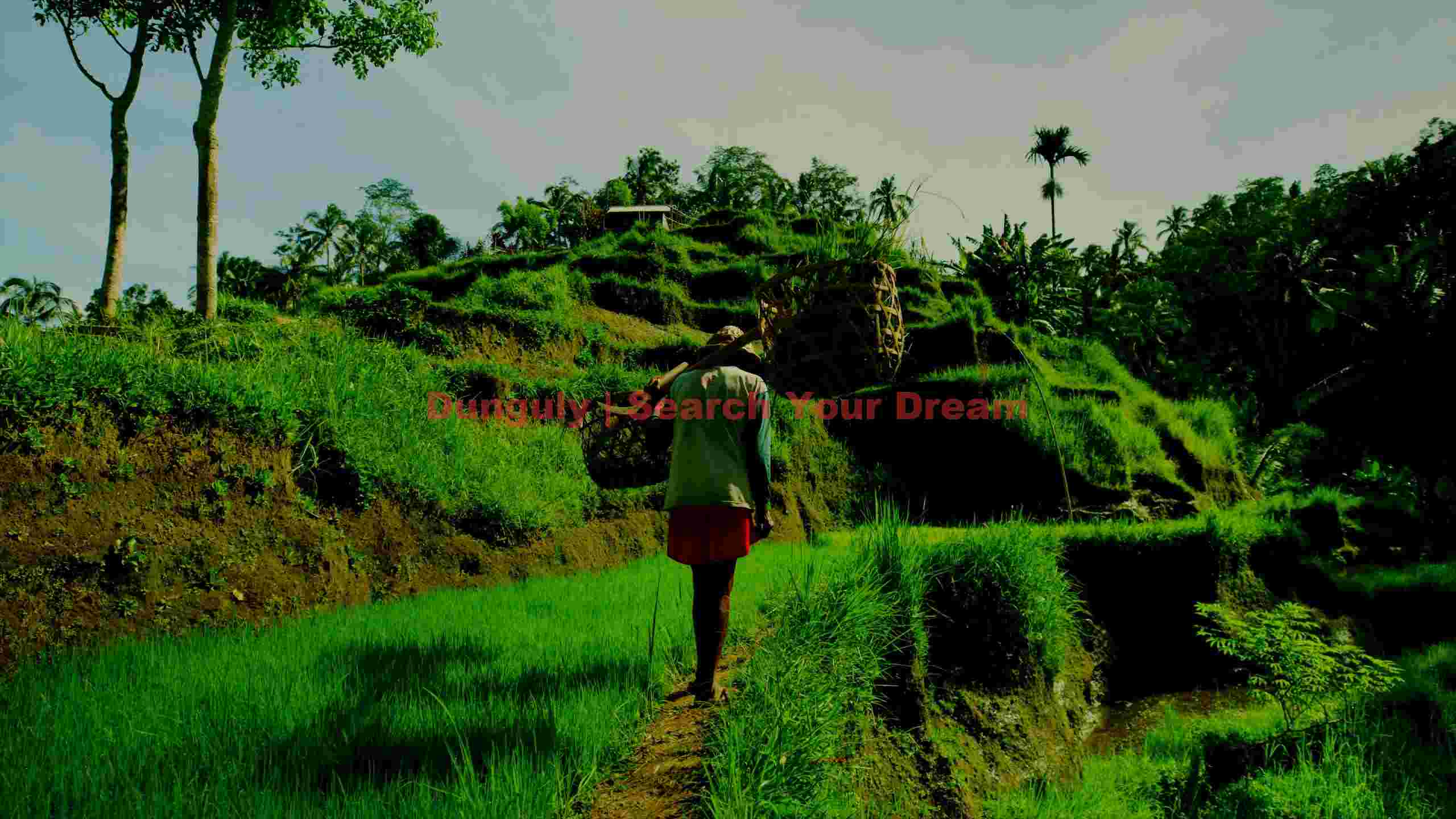 balinese rice terrace farmer balinese rice terrace farmer