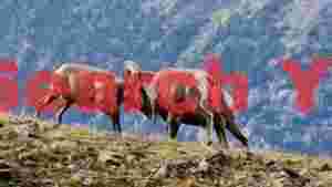 bighorn rams clashing on mountain ridge