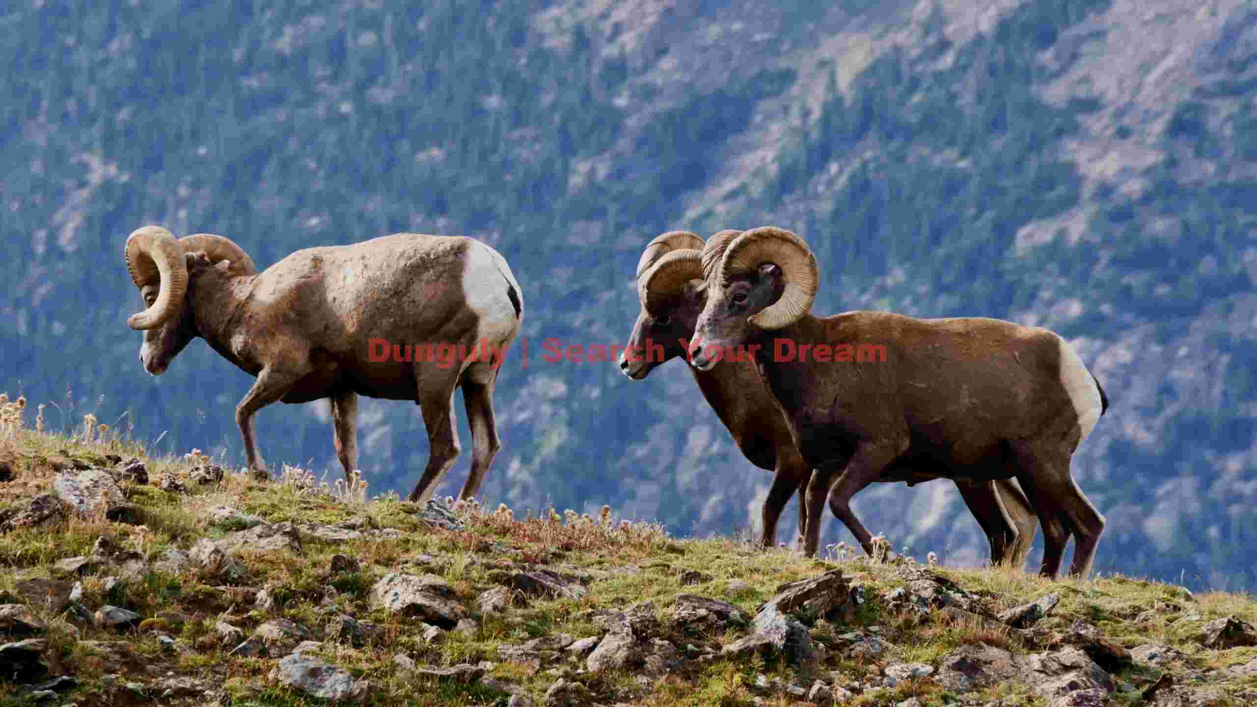 bighorn rams on rocky mountain ridge bighorn rams on rocky mountain ridge