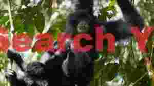 black gibbon mother and baby in forest