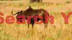 black wildebeest grazing in golden savanna