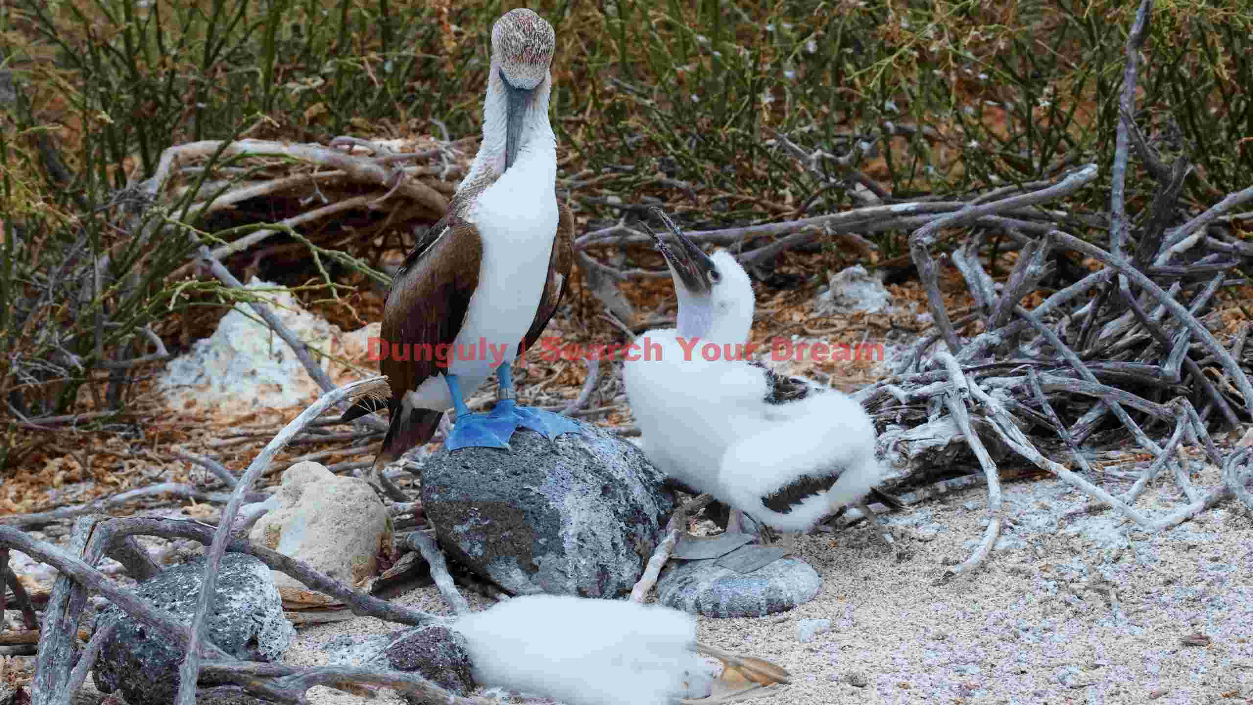 blue footed booby family in natural habitat blue footed booby family in natural habitat