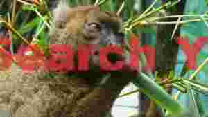 brown lemur enjoying fresh bamboo
