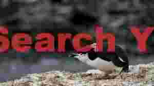 candid chinstrap penguin in antarctic habitat