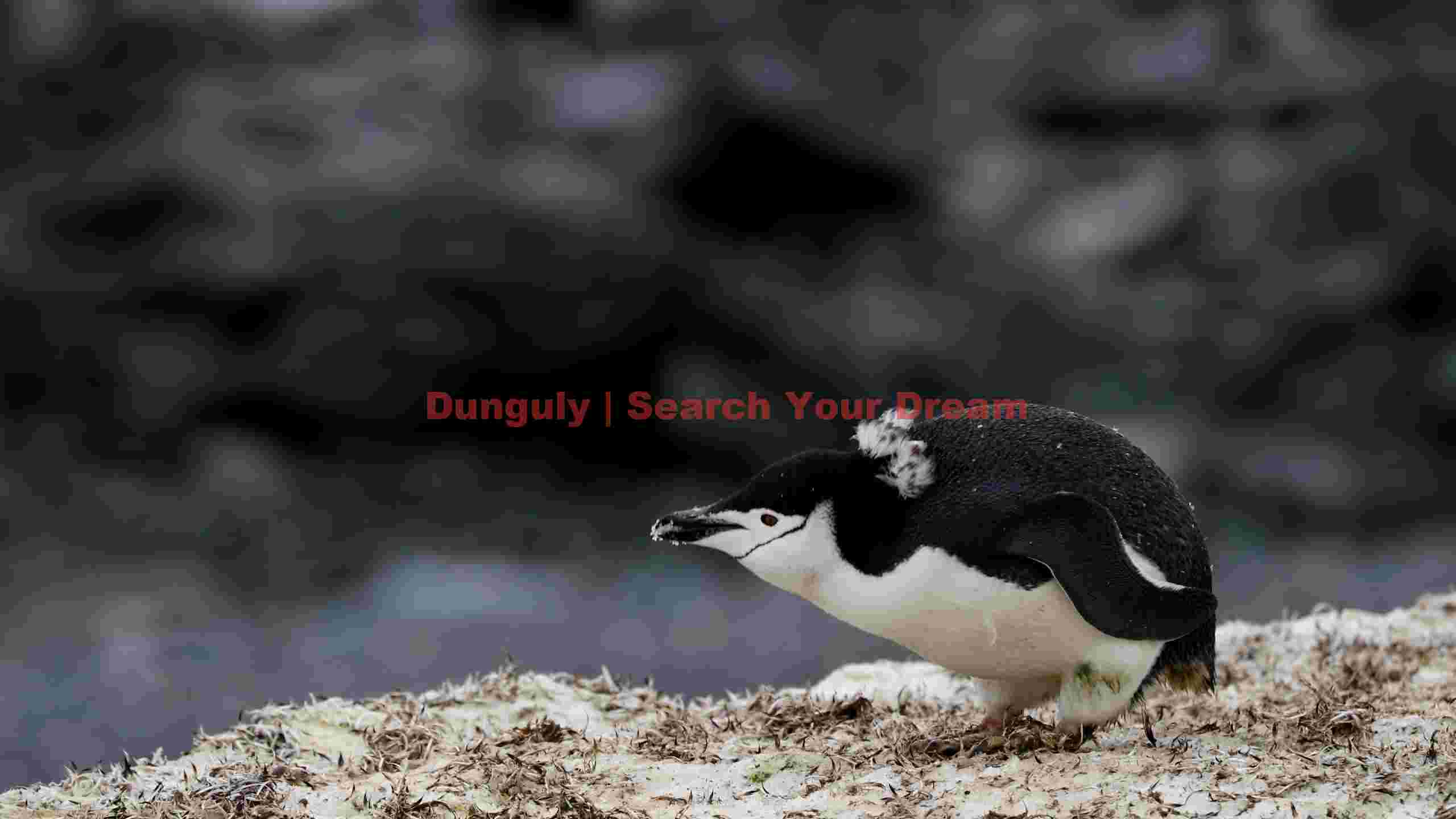 candid chinstrap penguin in antarctic habitat candid chinstrap penguin in antarctic habitat
