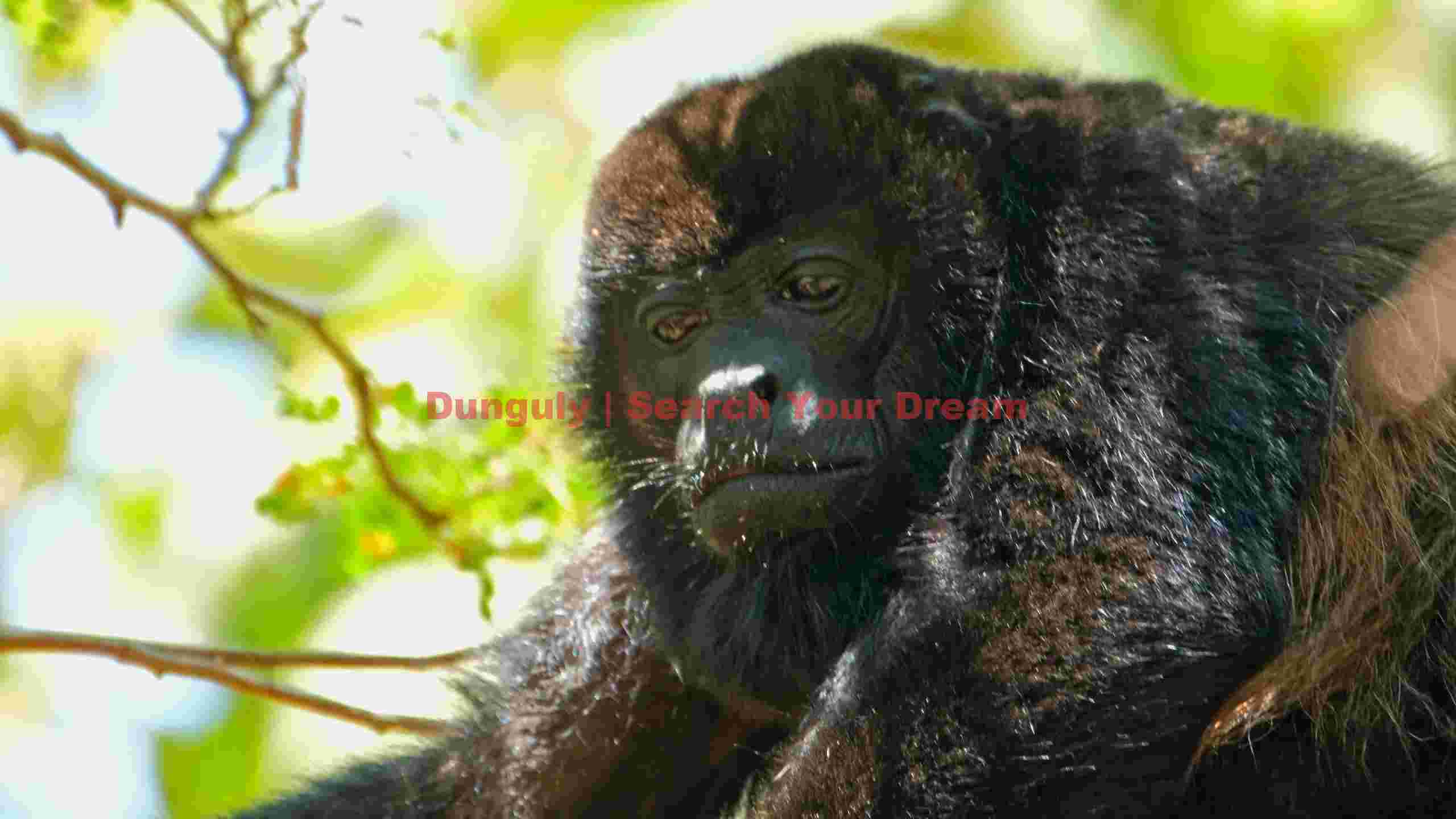 captivating black howler monkey in jungle canopy captivating black howler monkey in jungle canopy