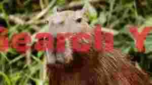captivating capybara close up