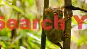 captivating philippine tarsier in lush jungle