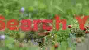 charming ground squirrels wild strawberry feast
