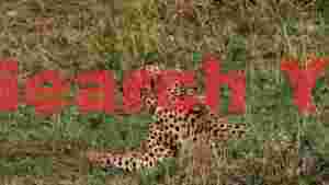 cheetah resting in golden savanna grass