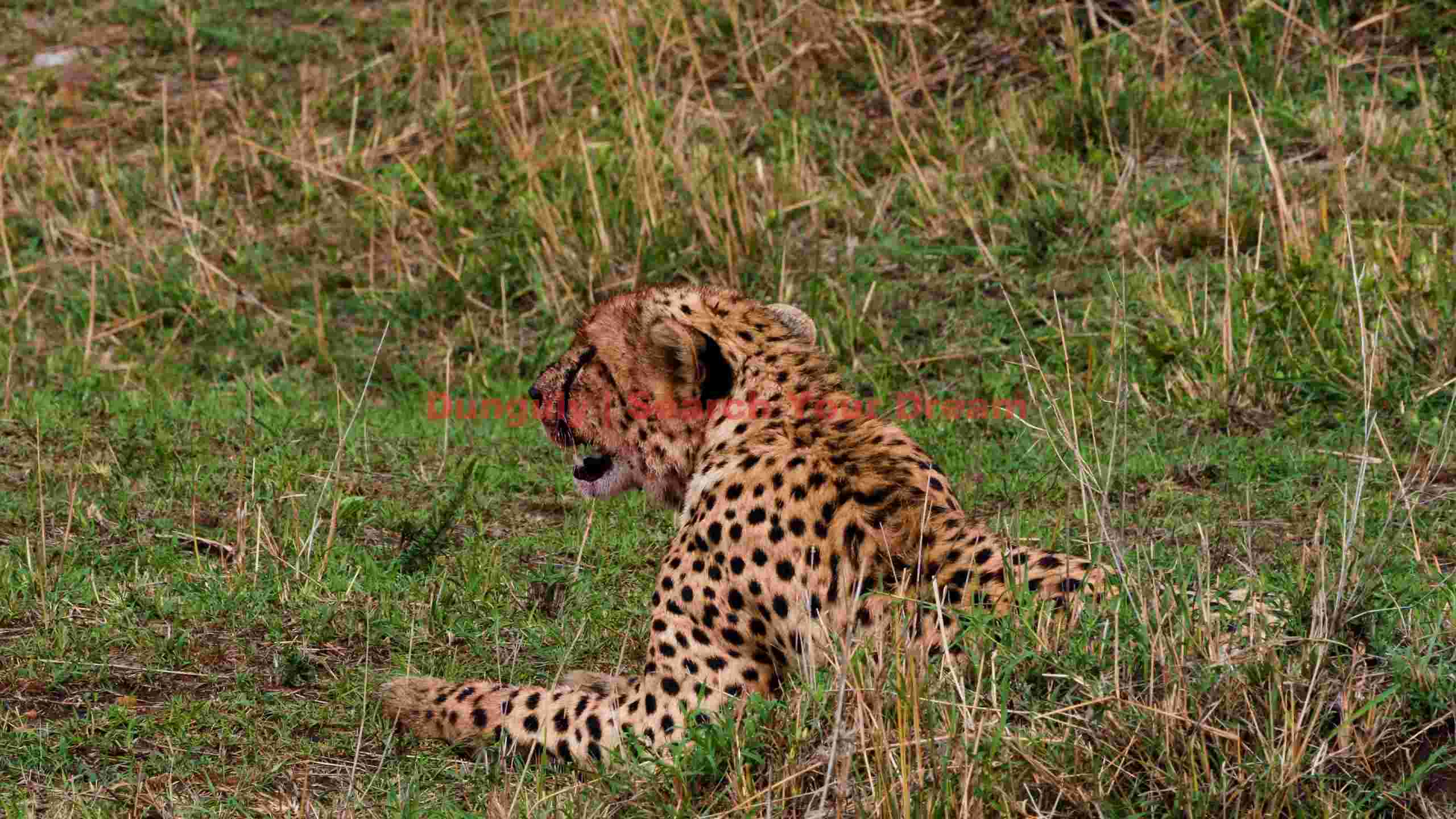 cheetah resting in golden savanna grass cheetah resting in golden savanna grass