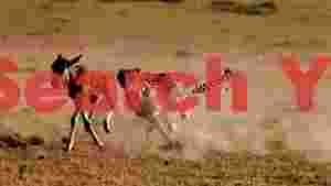 At Home cheetahs pursuit wild hunt on the savanna