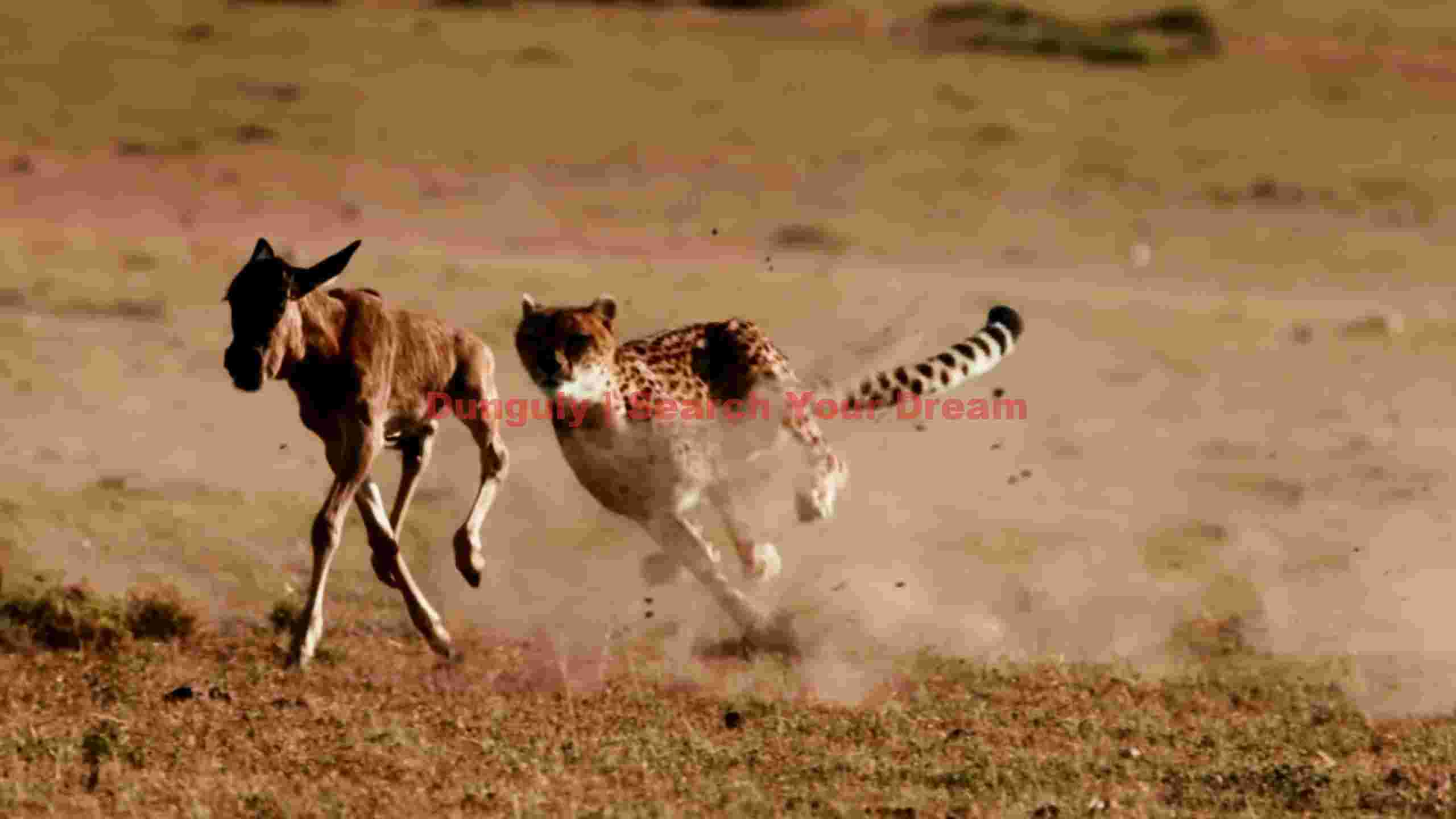 cheetahs pursuit wild hunt on the savanna cheetahs pursuit wild hunt on the savanna