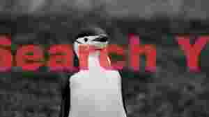 chinstrap penguin antarctic portrait