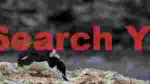 chinstrap penguin molting on nest