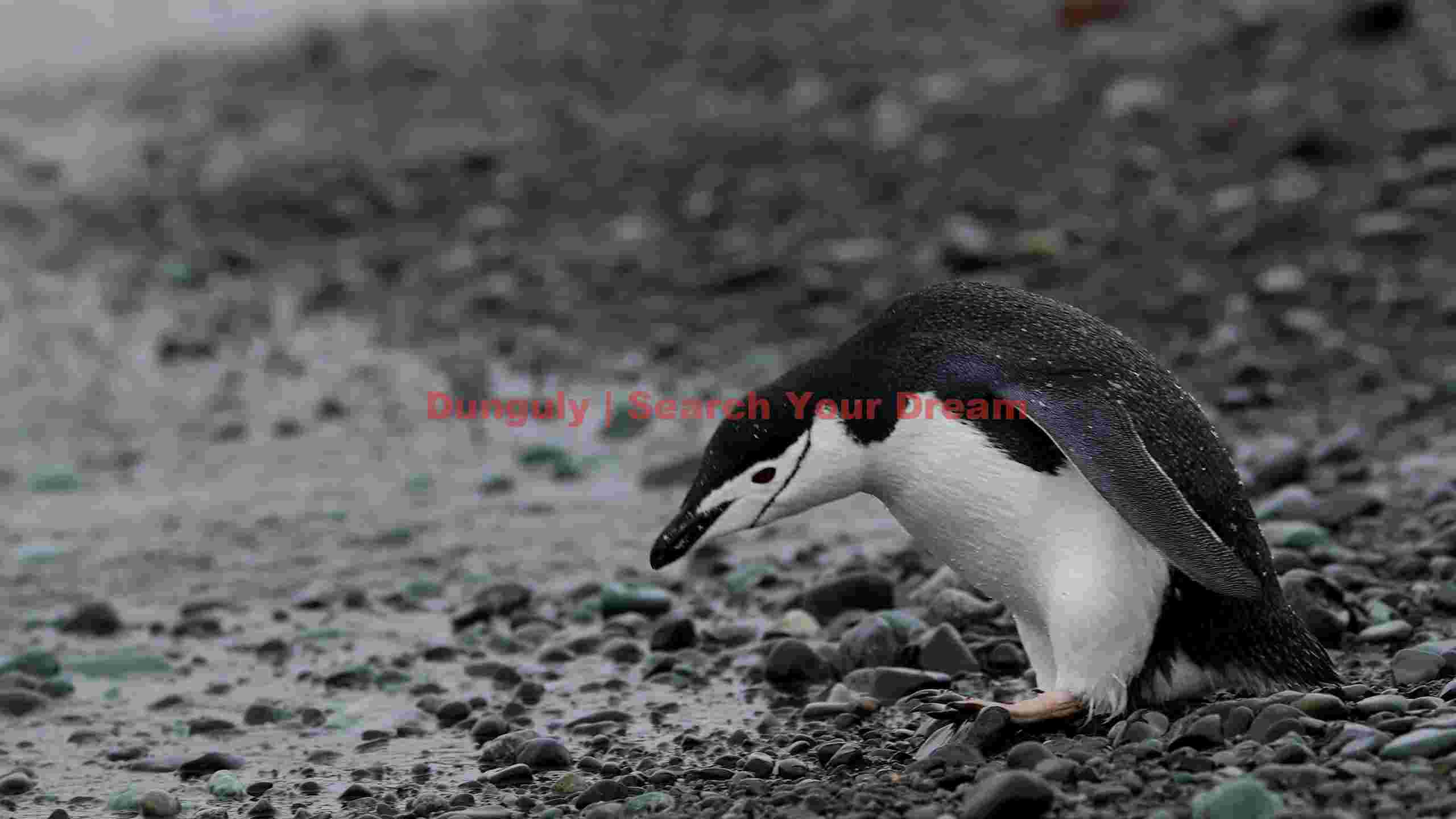 chinstrap penguin at the waters edge chinstrap penguin at the waters edge
