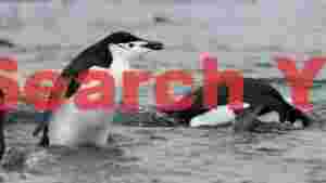 chinstrap penguins alert and diving