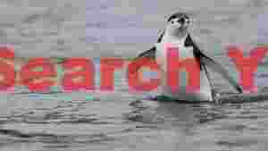 chinstrap penguins splashy appearance
