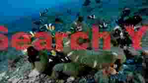 clownfish colony in green anemone
