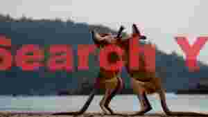 At Home coastal clash kangaroos sparring on the beach