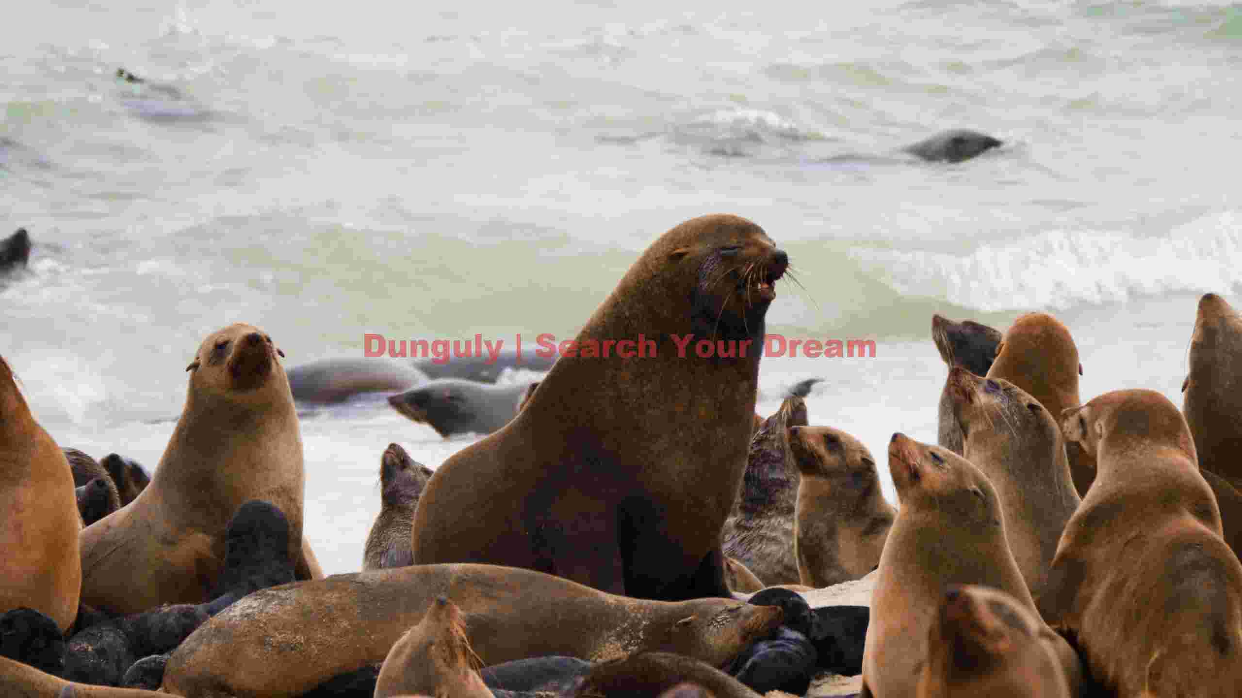 coastal colony of seals coastal colony of seals