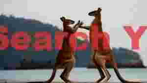 coastal kangaroo dance