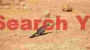 crested grey bird on arid ground