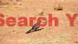 crested grey go away bird in arid habitat