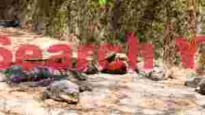 At Home crocodiles basking on sandy bank