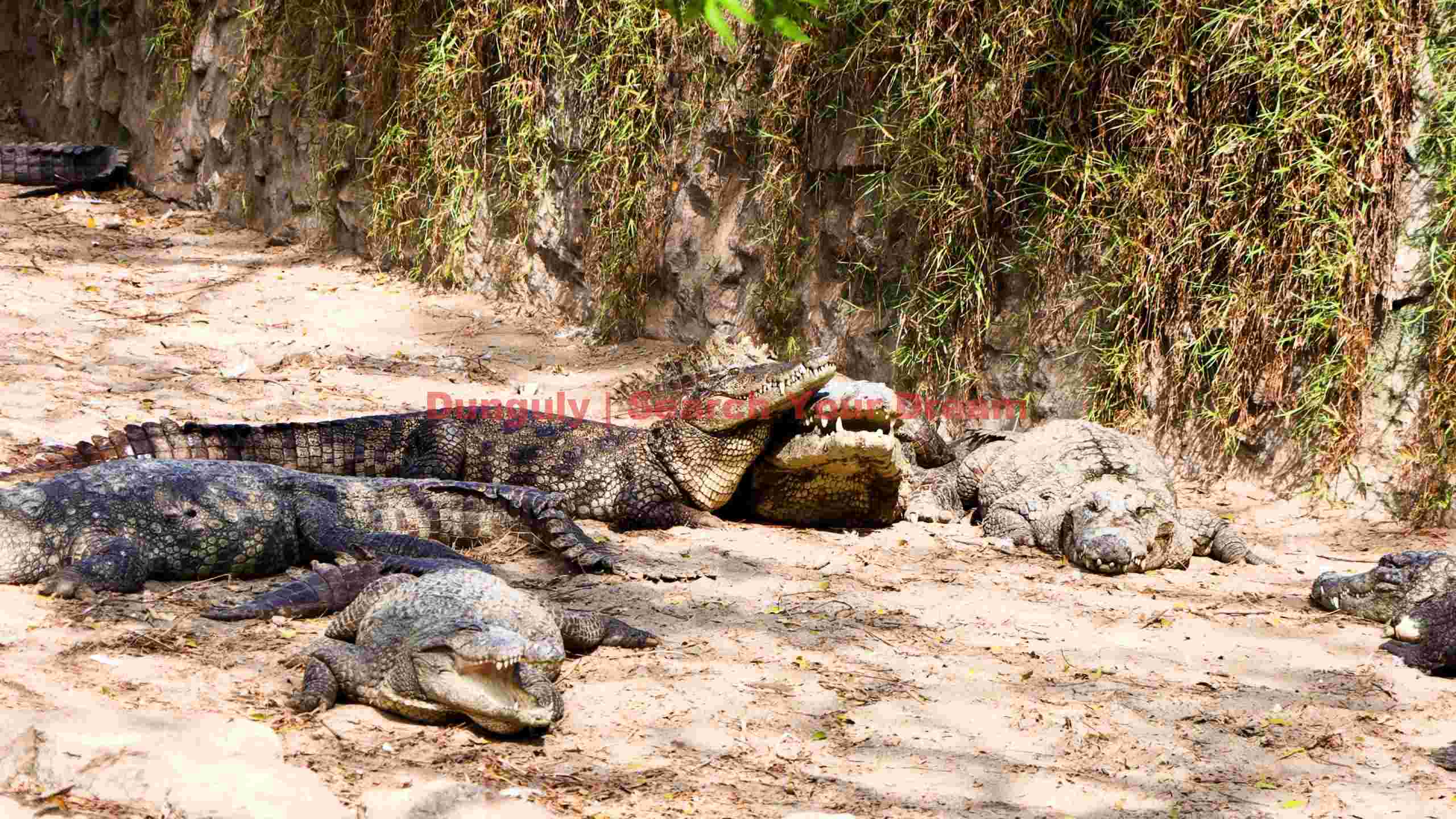 crocodiles basking on sandy bank crocodiles basking on sandy bank