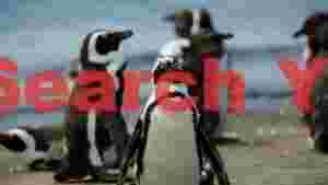 curious african penguins on the shore
