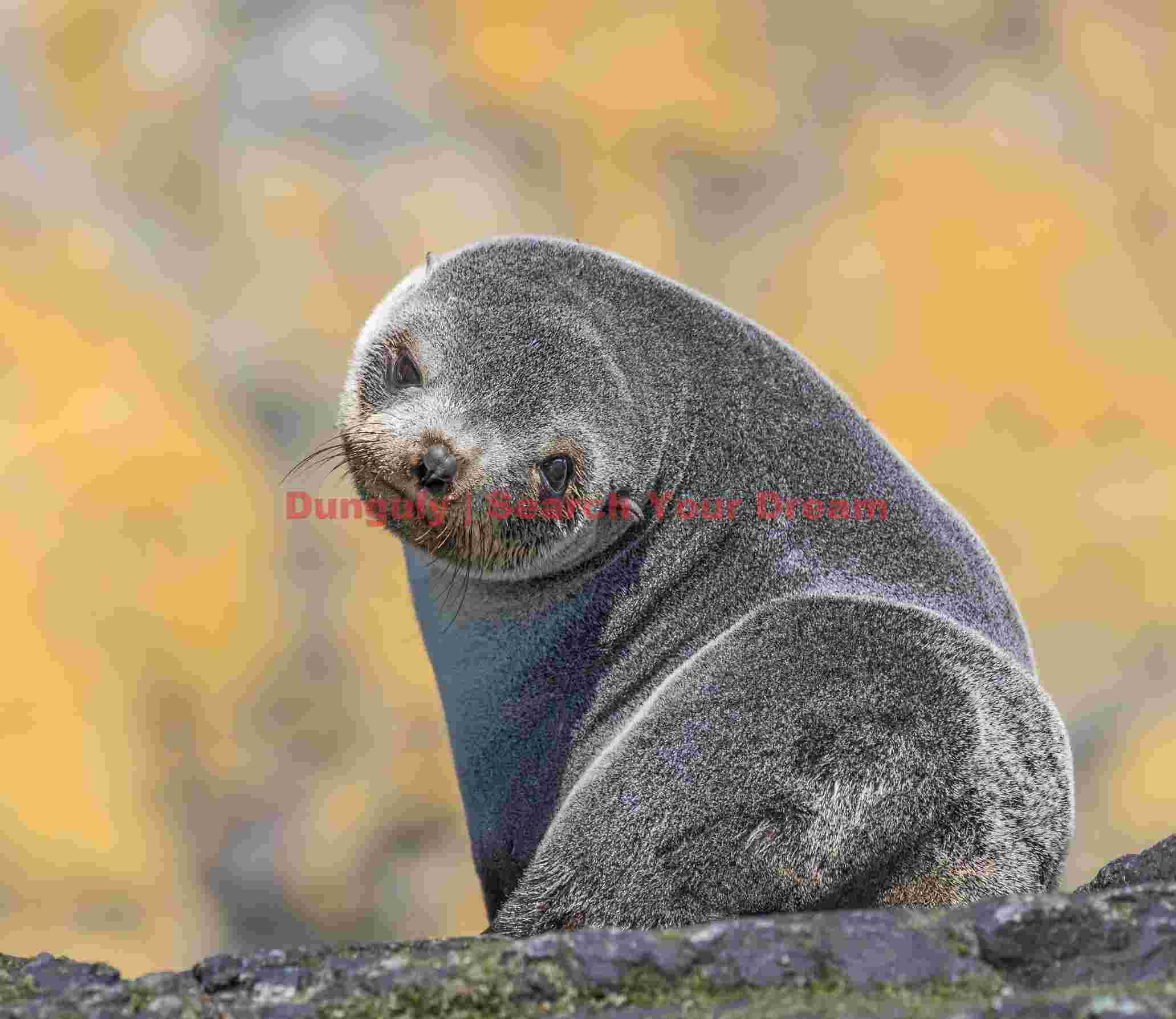 curious baby fur seal pup portrait curious baby fur seal pup portrait