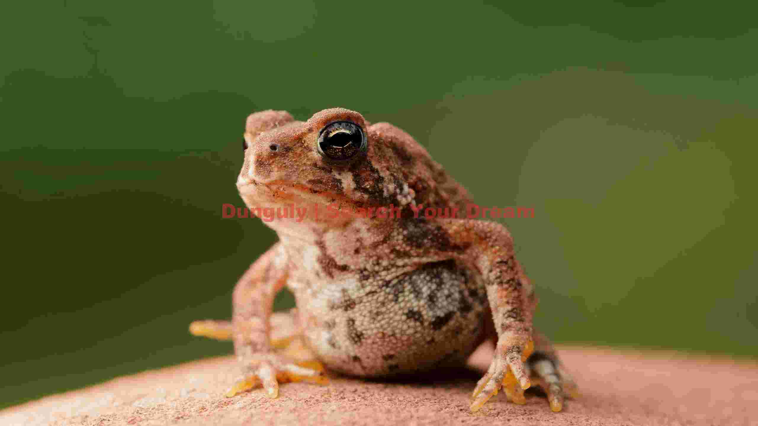 curious brown frog close up curious brown frog close up