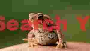curious brown toad portrait