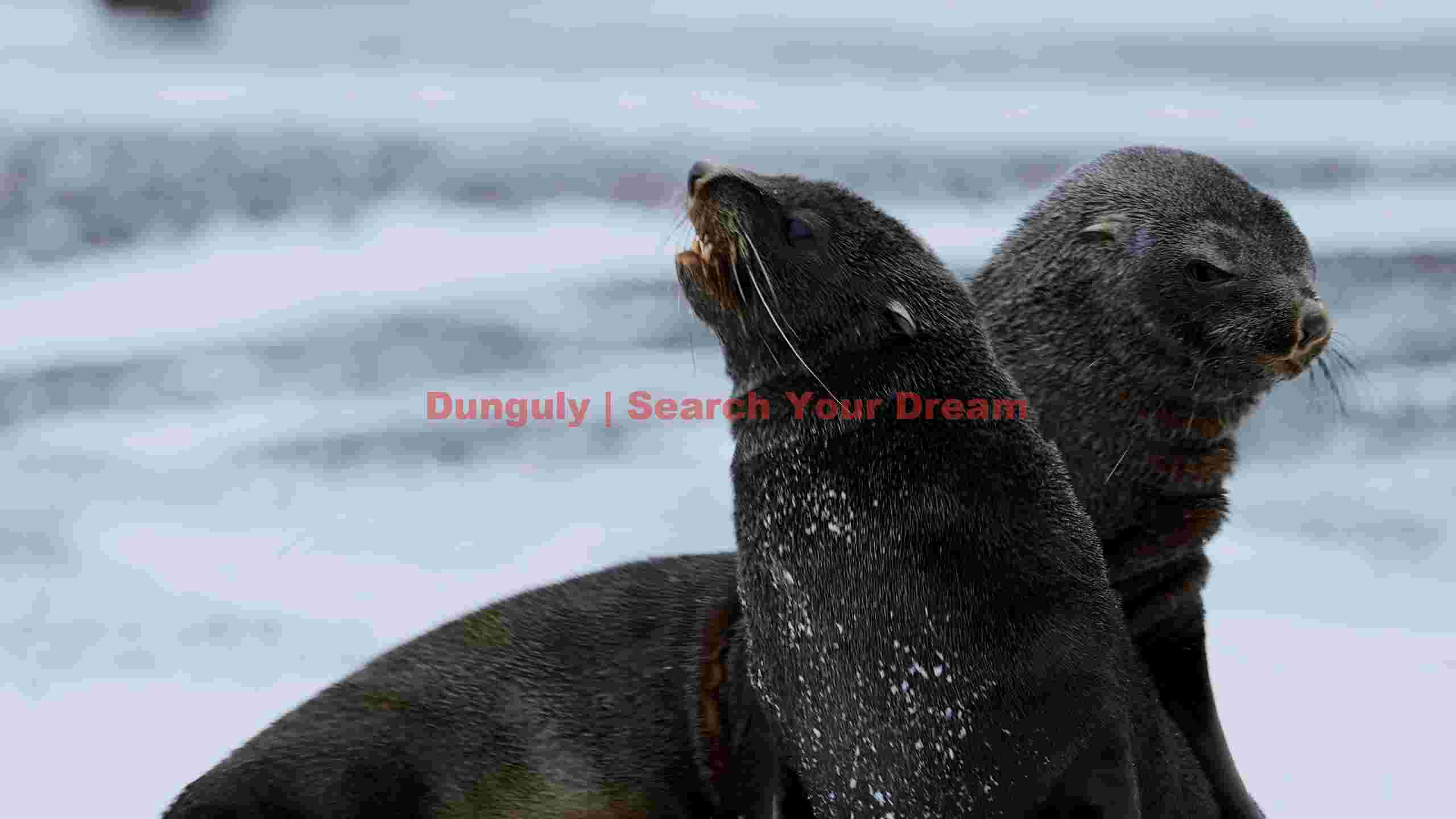 curious fur seal pups in snowy habitat curious fur seal pups in snowy habitat