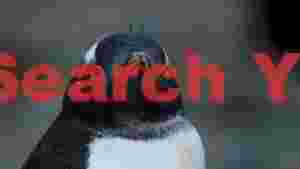 curious gentoo penguin chick