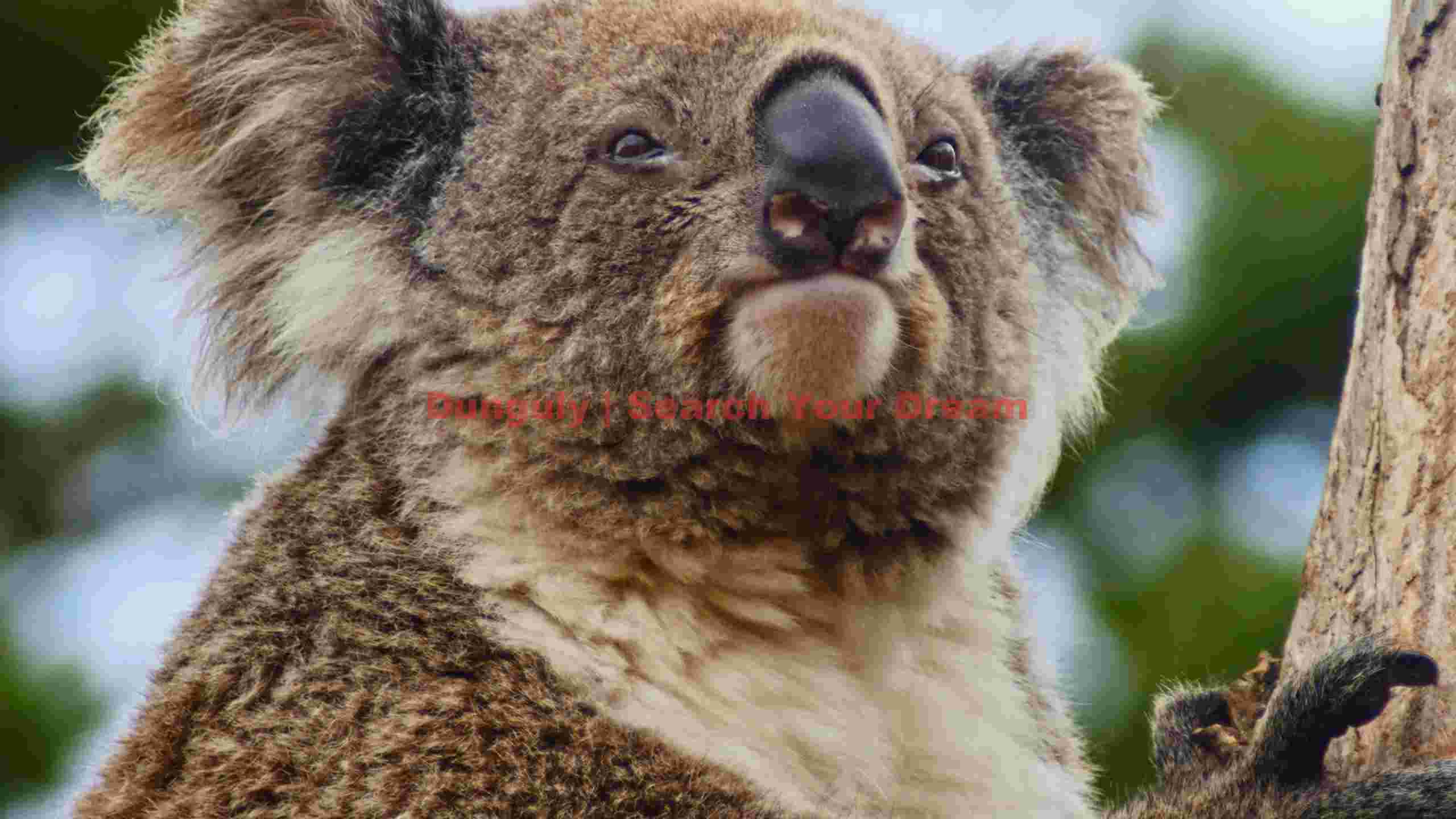 curious koala portrait curious koala portrait