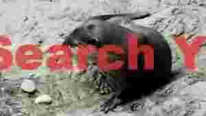 curious otter resting on river rocks