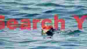curious seal in tranquil blue waters