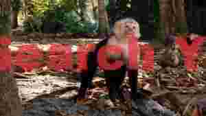 curious white faced capuchin monkey in tropical forest