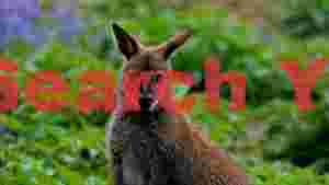 curious young wallaby portrait