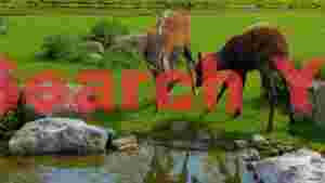 At Home deer sparring by tranquil pond