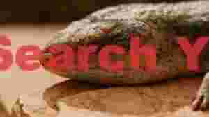 desert skink close up