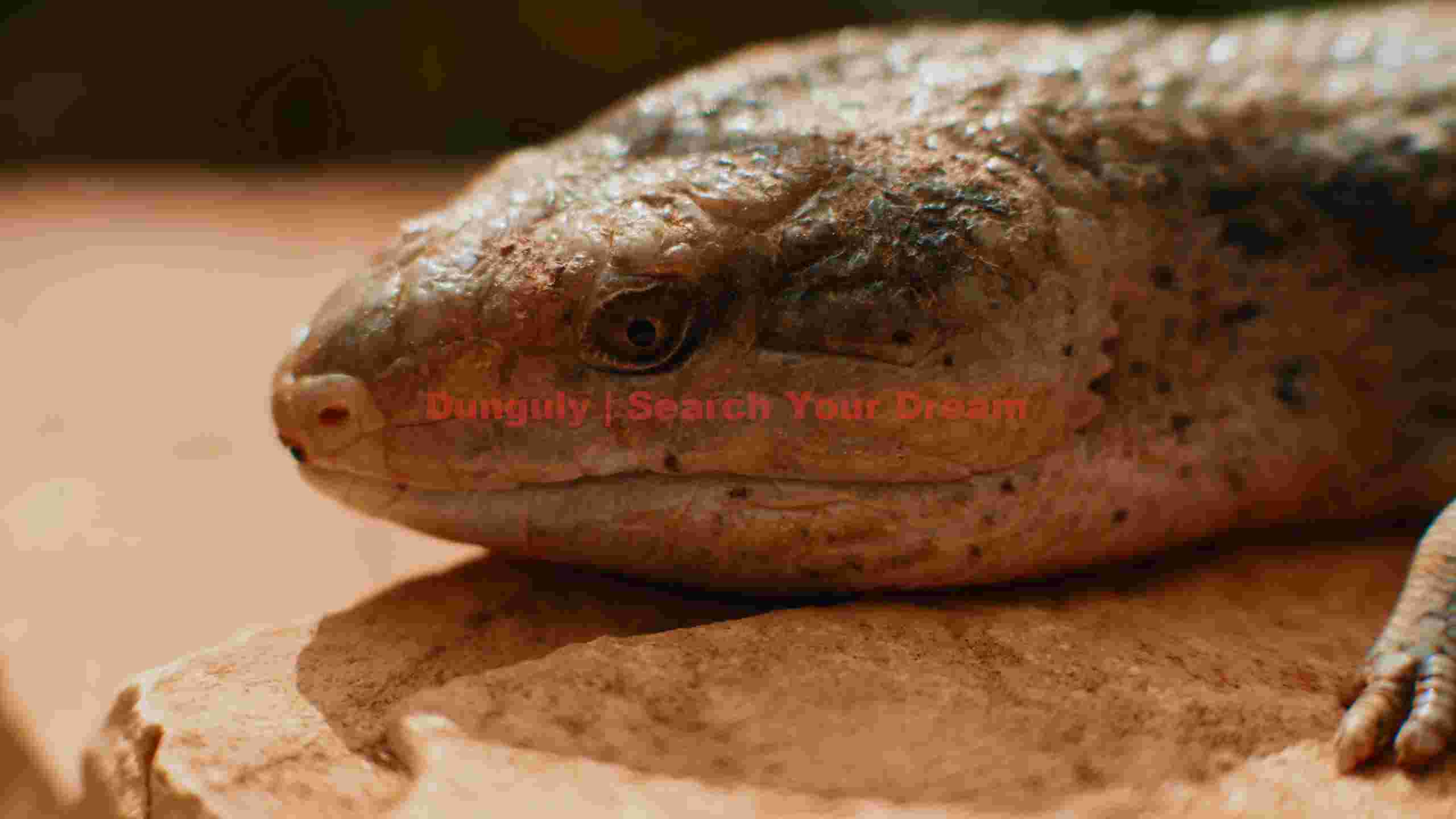 desert skink close up desert skink close up