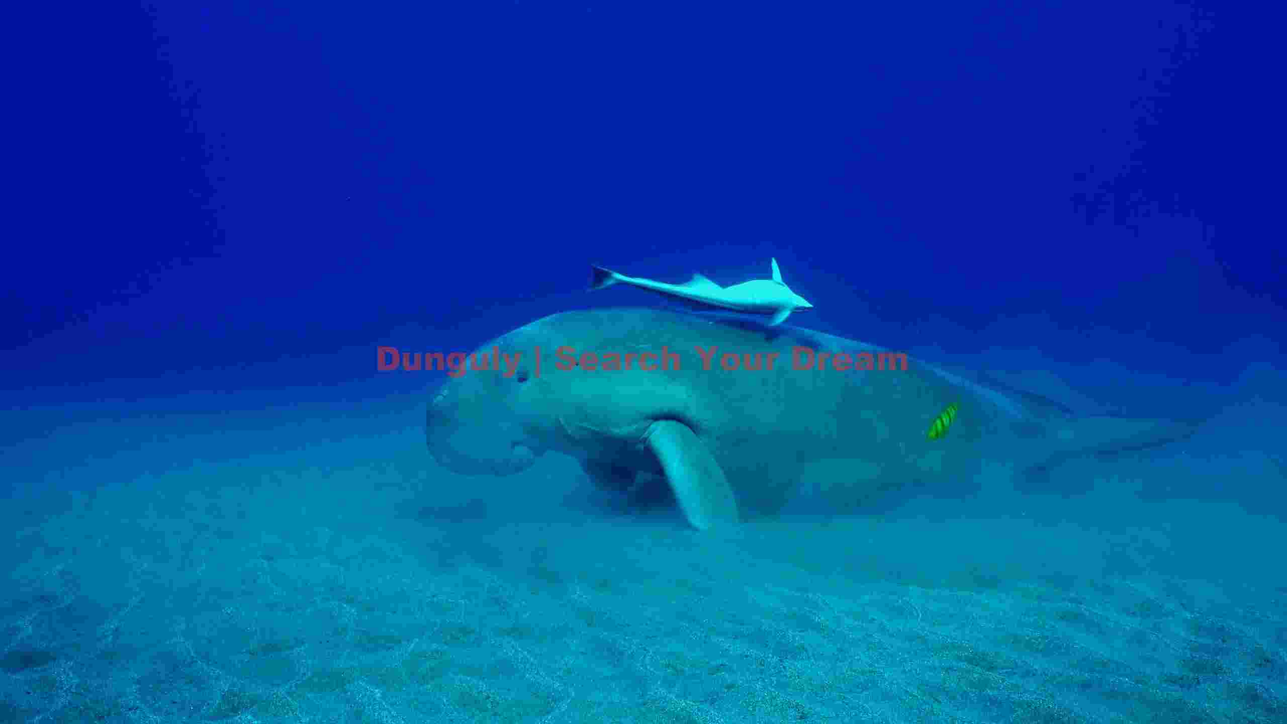 dugong and remora underwater serenity dugong and remora underwater serenity