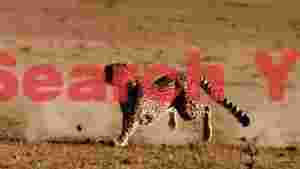 dynamic cheetah sprint on the savanna