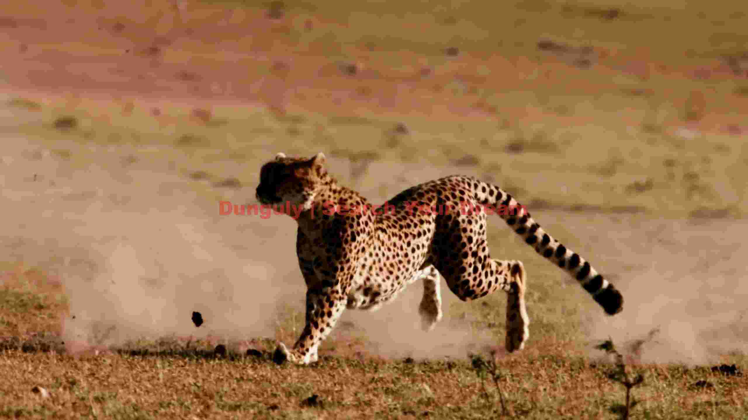 dynamic cheetah sprint on the savanna dynamic cheetah sprint on the savanna
