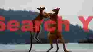 dynamic kangaroo duel on the shore